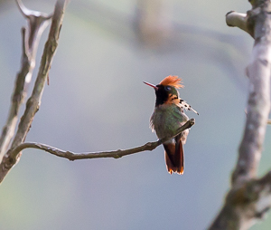 Male Tufted Coquette, he seldom stands still for a picture